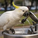 Crafty Cockatoos Outwit Sydney for a Fresh Drink: Amazing Urban Bird Behaviors Captured on Camera